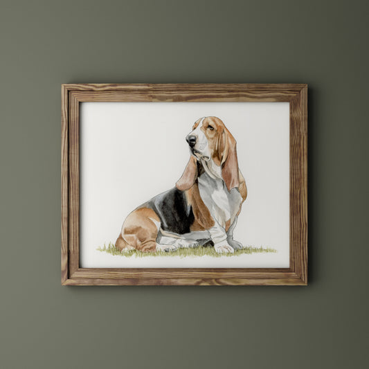 Basset Hound