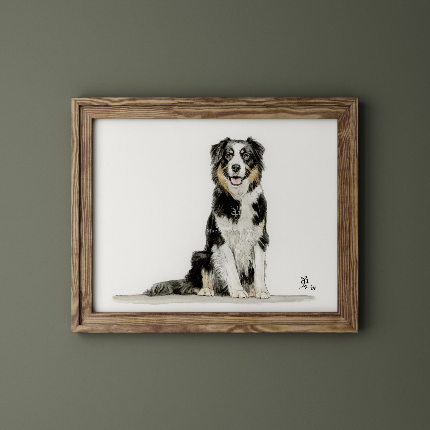 Border collie