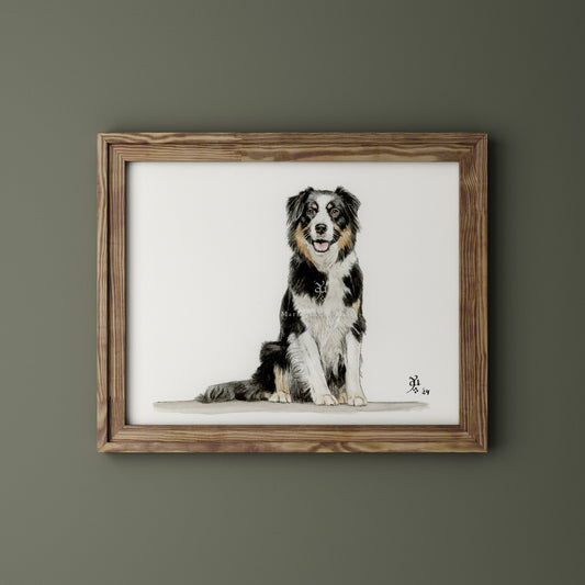 Border collie