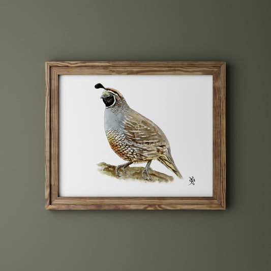 Colín de California