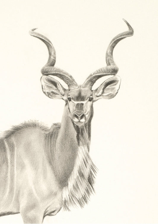 "El fantasma gris de África" 1, Edición Limitada