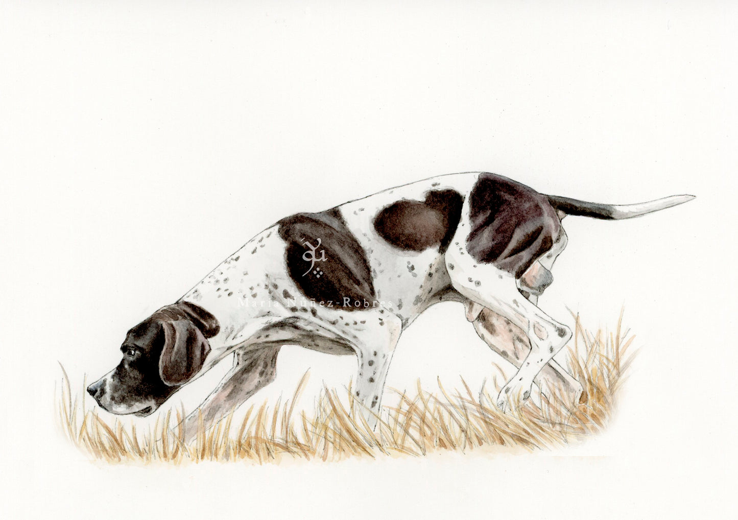 English pointer