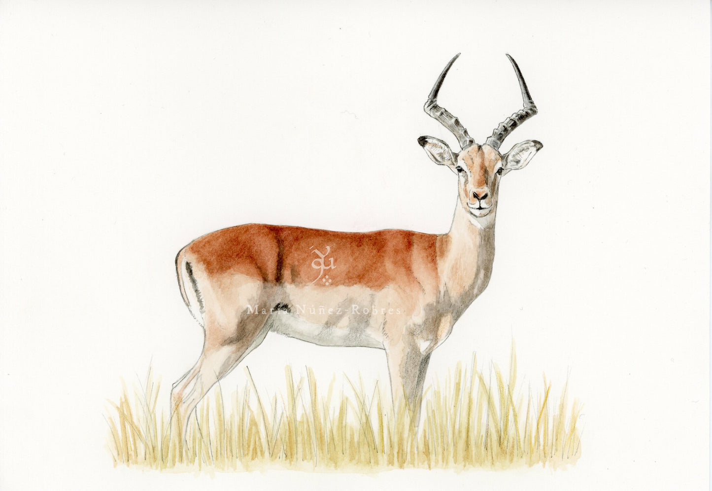 Impala