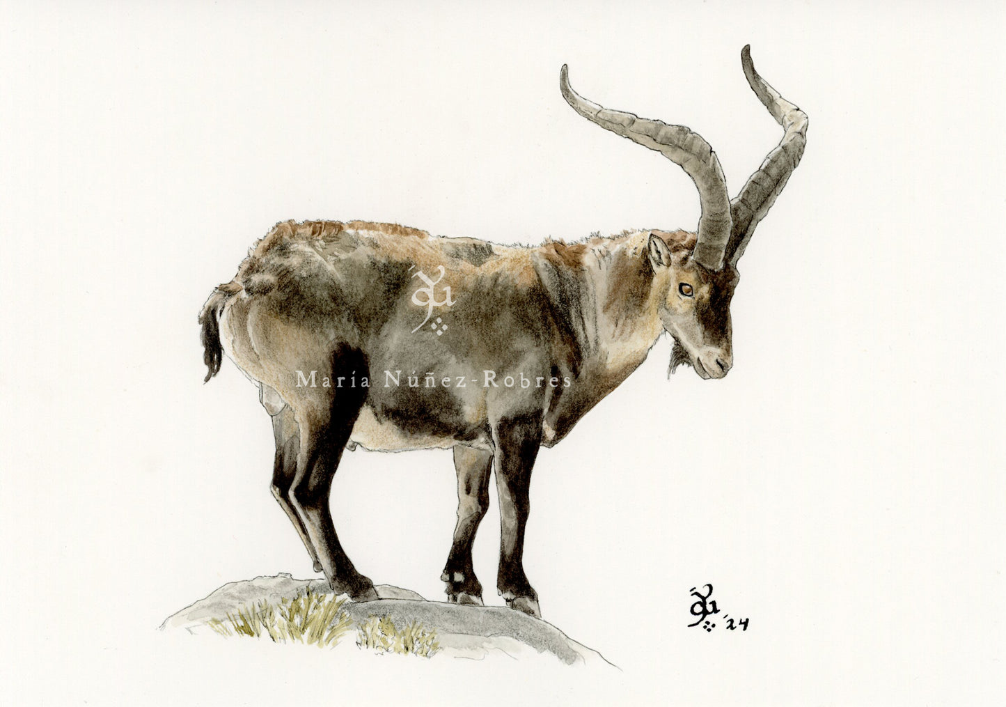 Macho montés