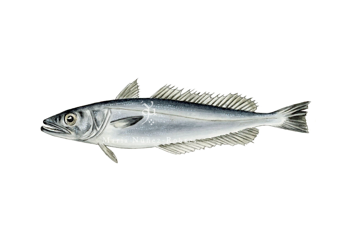 Merluza