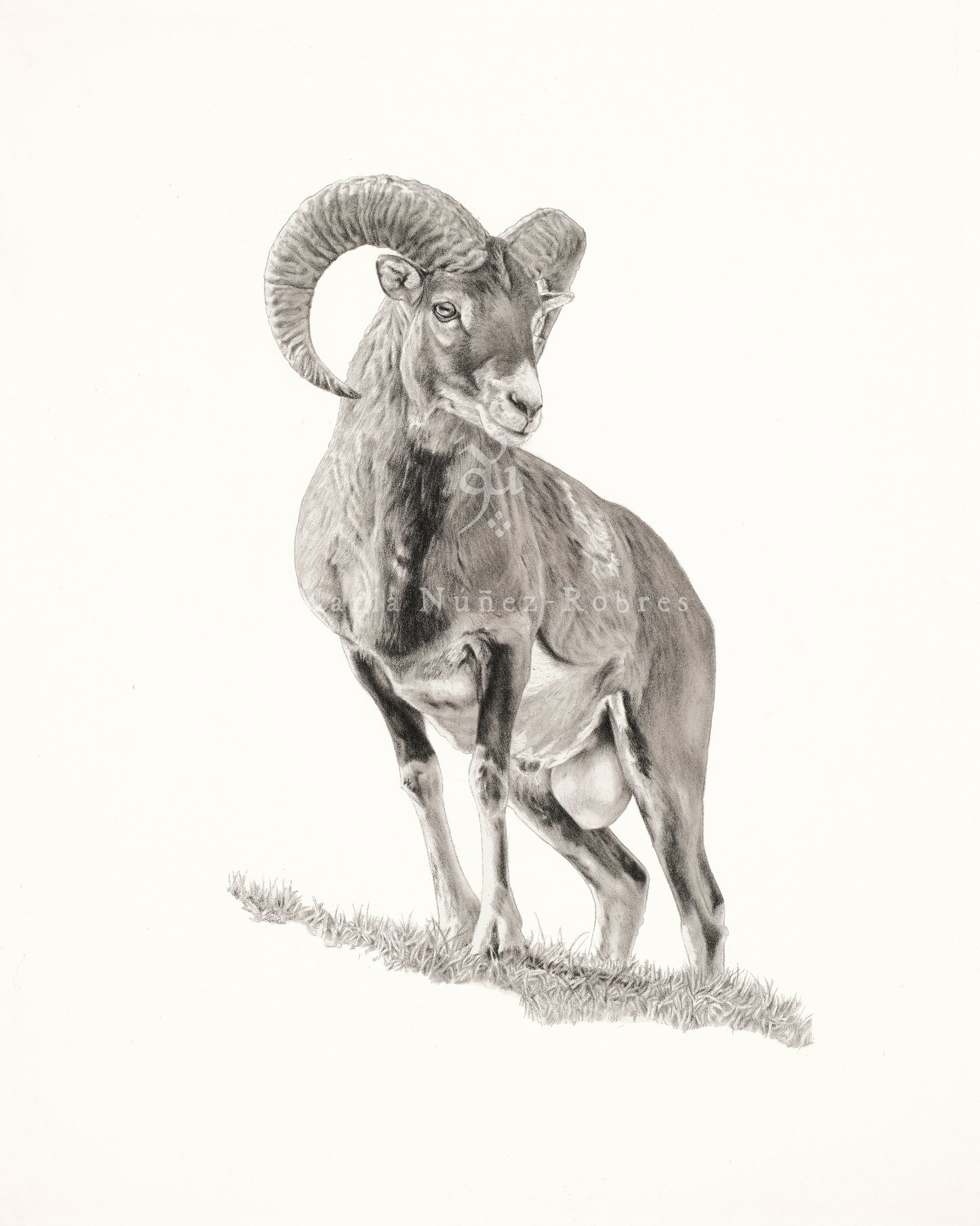 "Muflón" Edición limitada