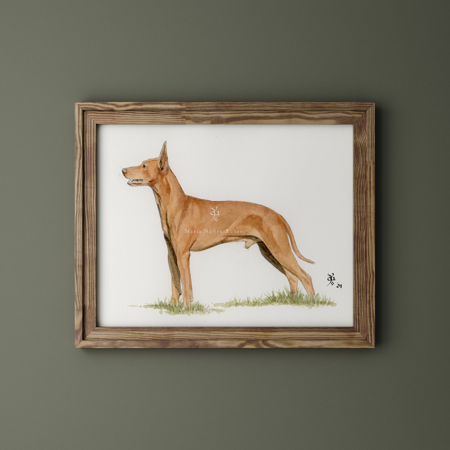 Podenco