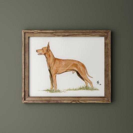 Podenco