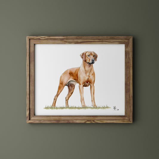 Rhodesian ridgeback