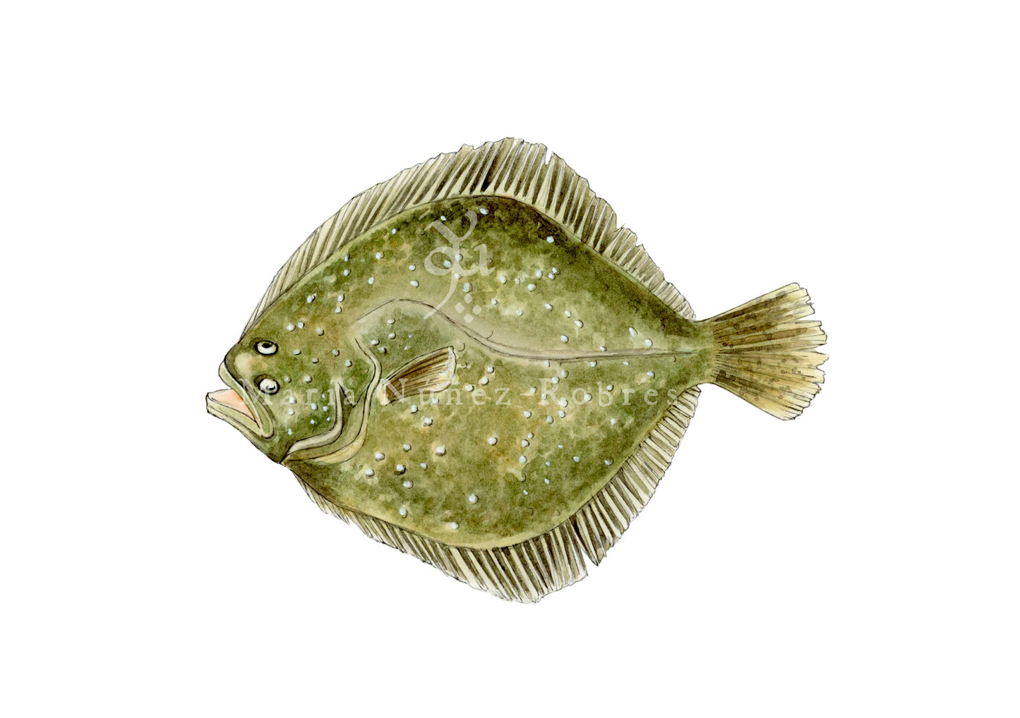 Rodaballo