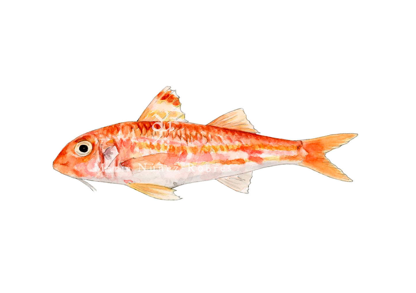 Salmonete