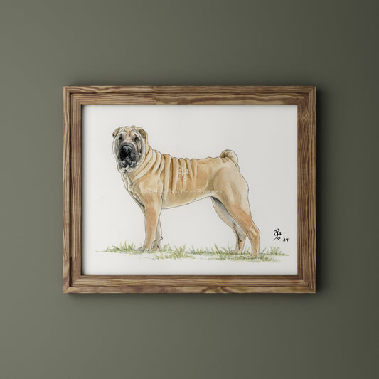 Shar pei