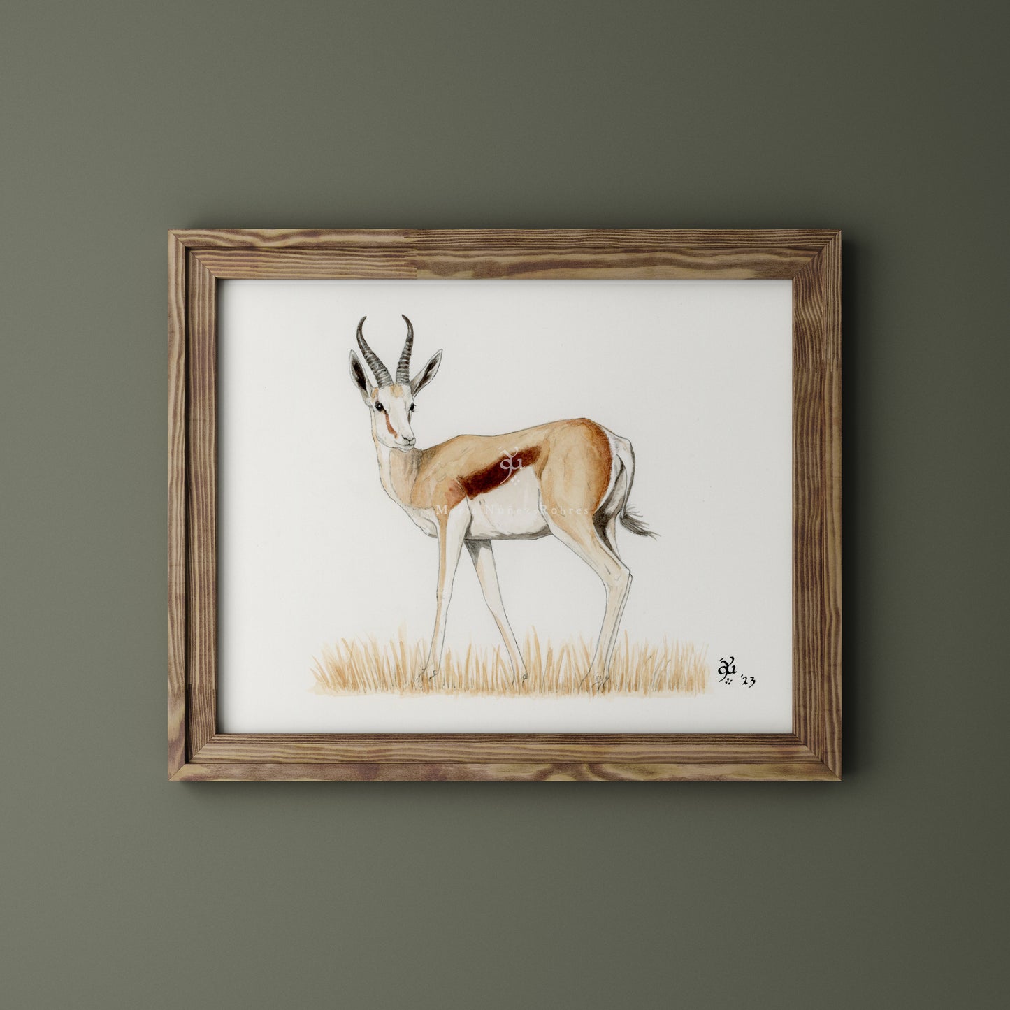 Springbok