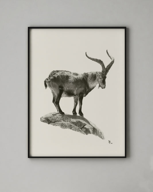 "Gredos" Edición Limitada