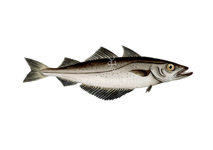 Abadejo