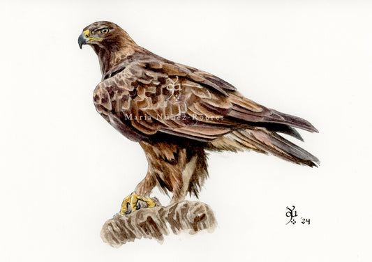 Águila real