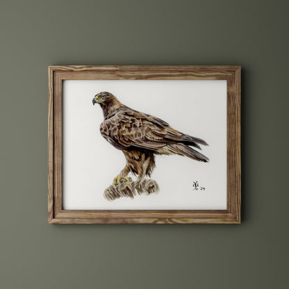 Águila real