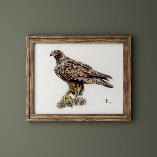 Águila real