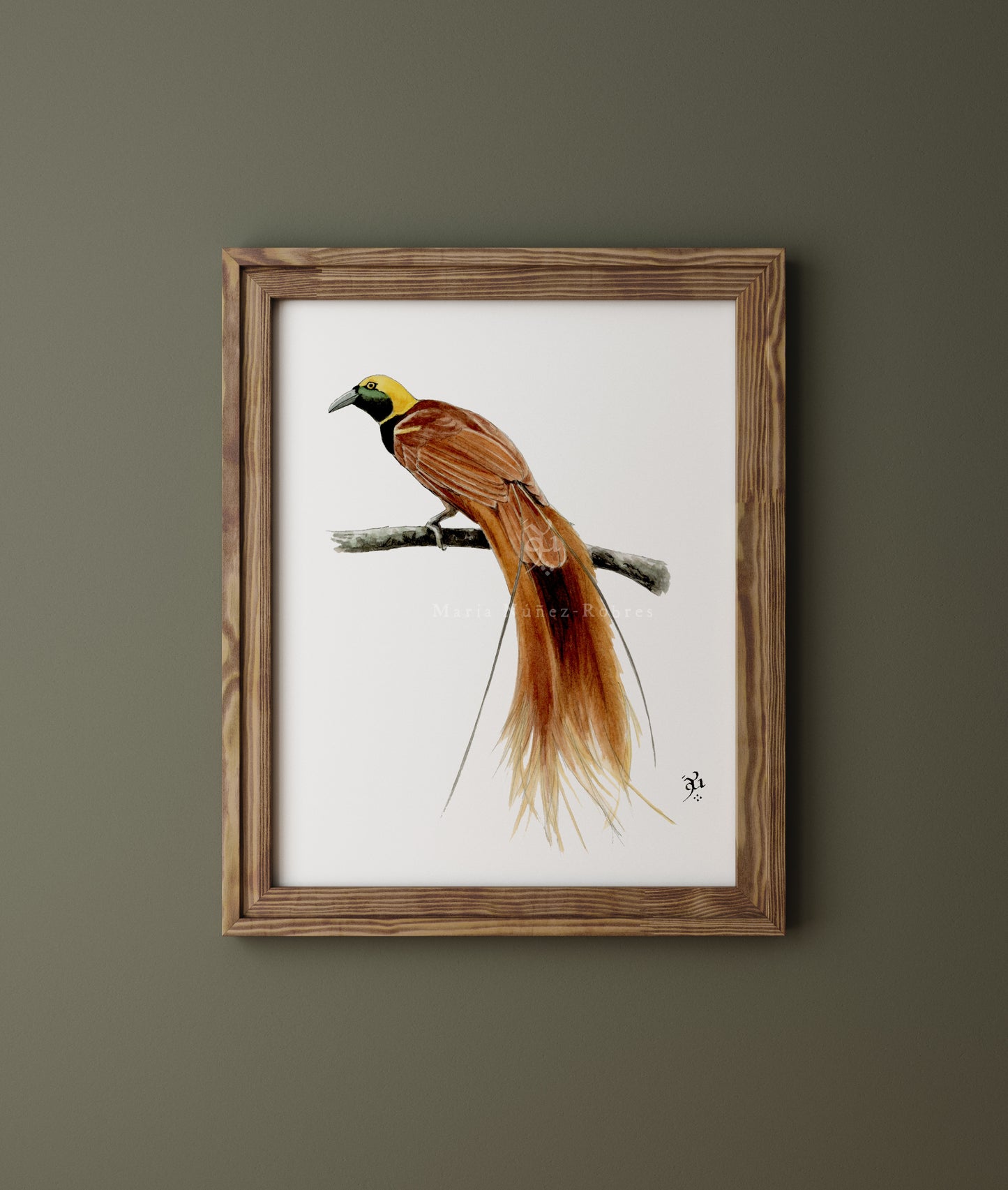 Ave del paraíso de Raggi