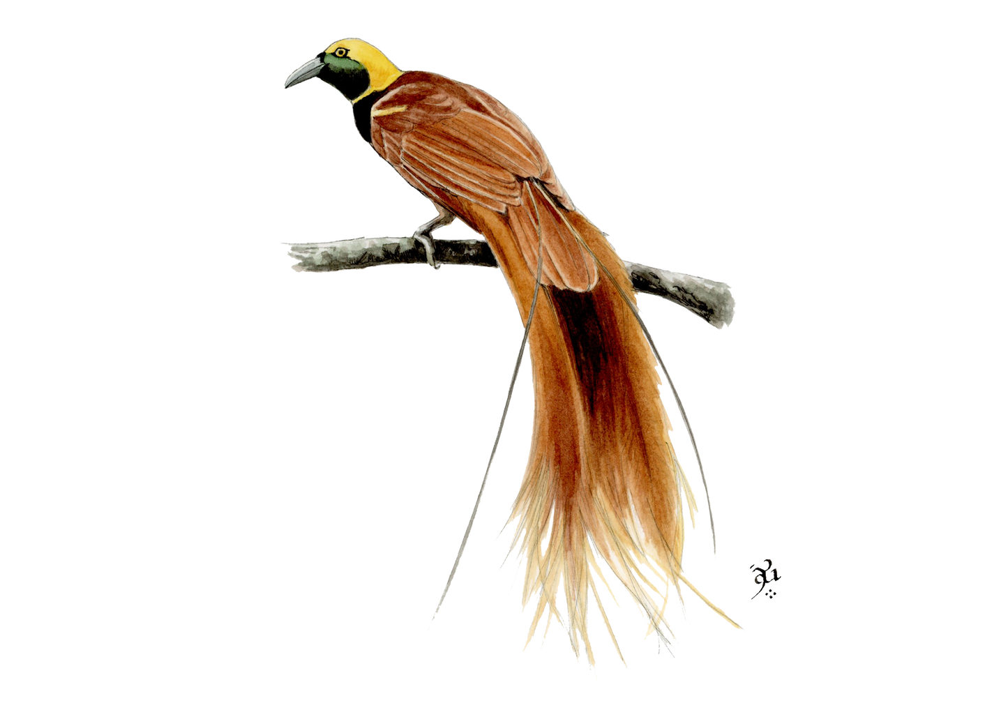 Ave del paraíso de Raggi