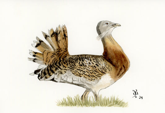 Avutarda