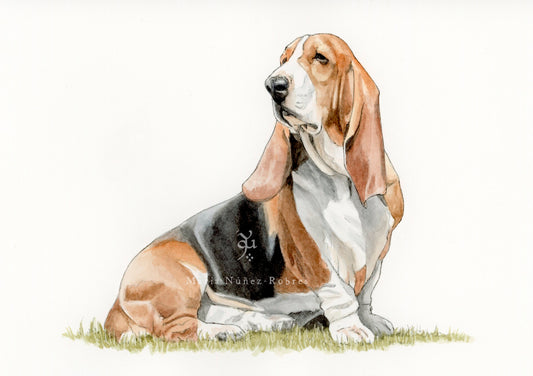 Basset Hound