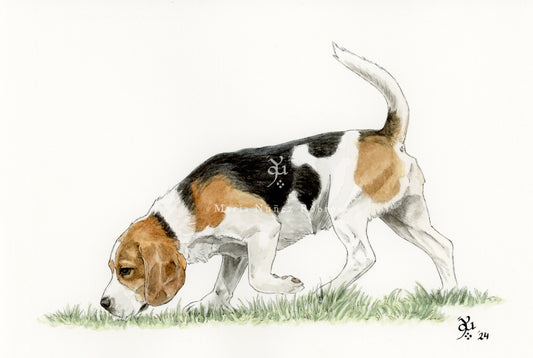 Beagle