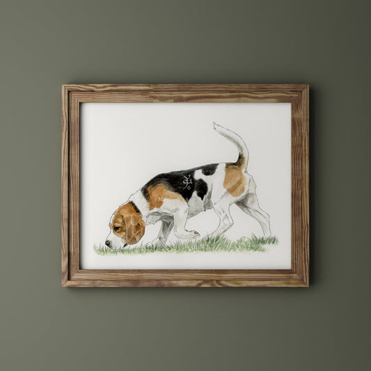 Beagle