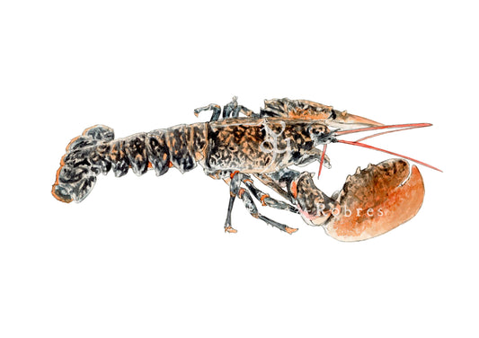 Bogavante europeo