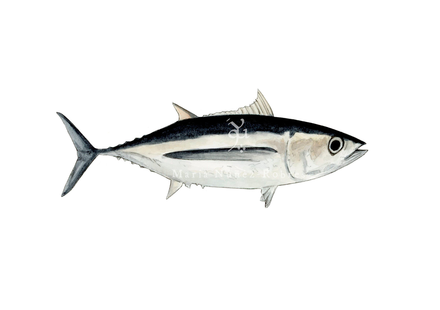 Bonito del norte