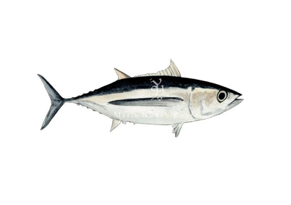 Bonito del norte