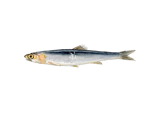Boquerón