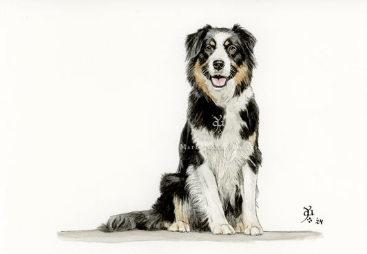Border collie