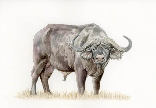 Búfalo
