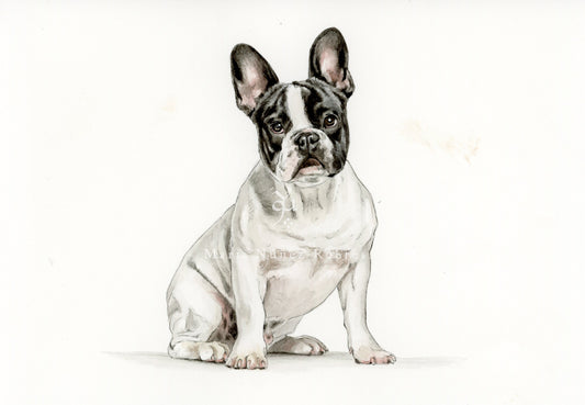 Bulldog francés