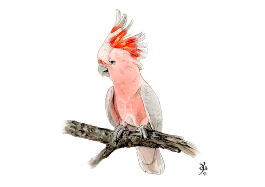 Cacatúa rosada