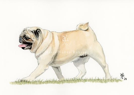 Carlino