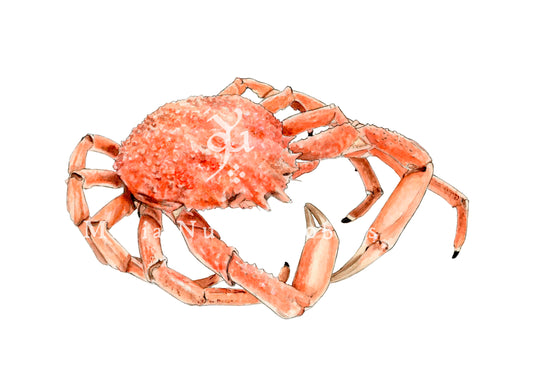 Centollo