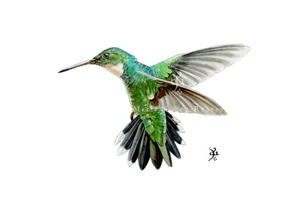 Colibrí