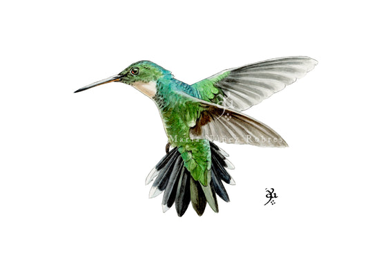 Colibrí