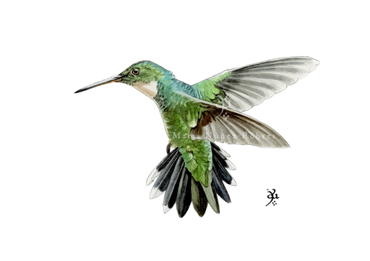 Colibrí
