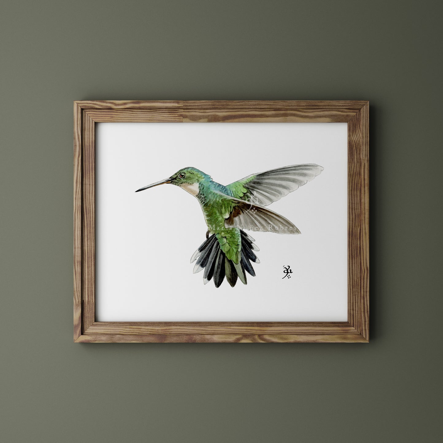 Colibrí