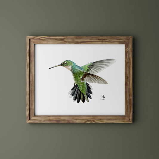 Colibrí
