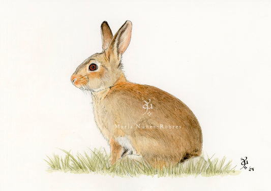 Conejo