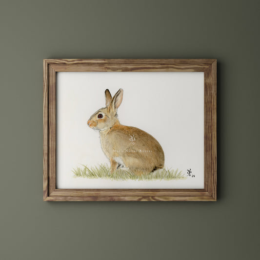 Conejo