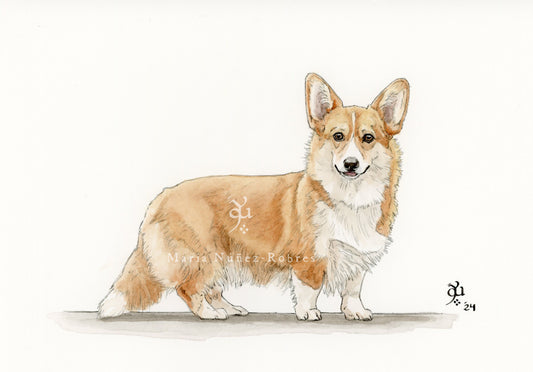 Corgi