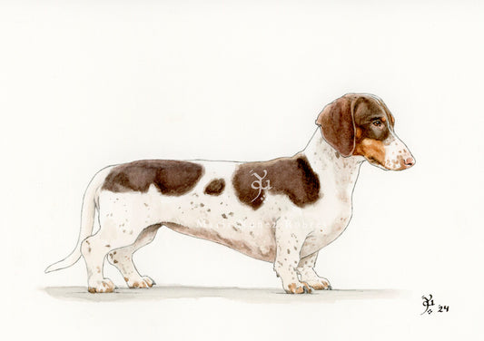 Dachshund