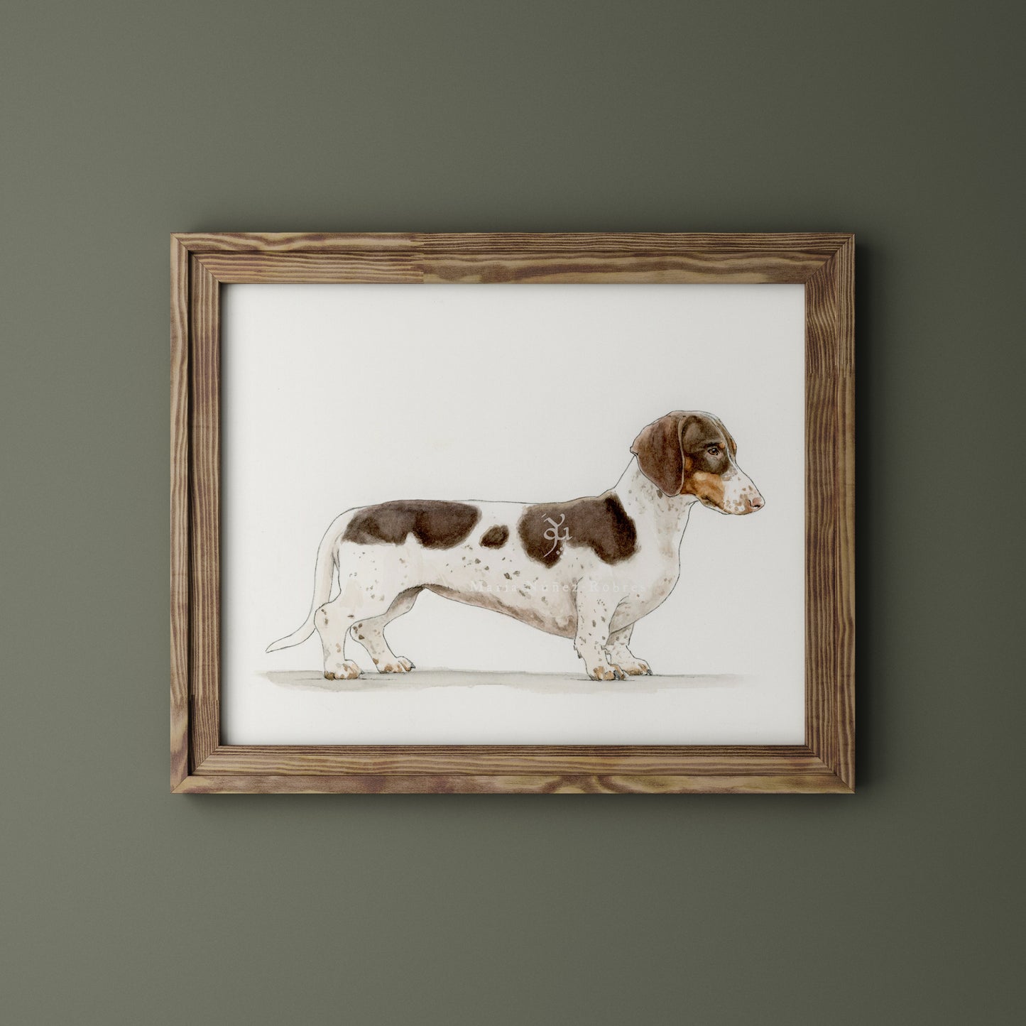 Dachshund