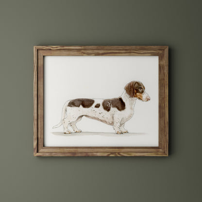 Dachshund