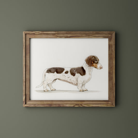 Dachshund